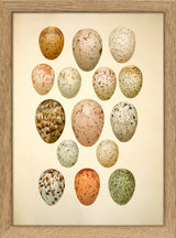 Fifteen Spotted Eggs. Mini Print