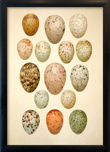 Fifteen Spotted Eggs. Mini Print