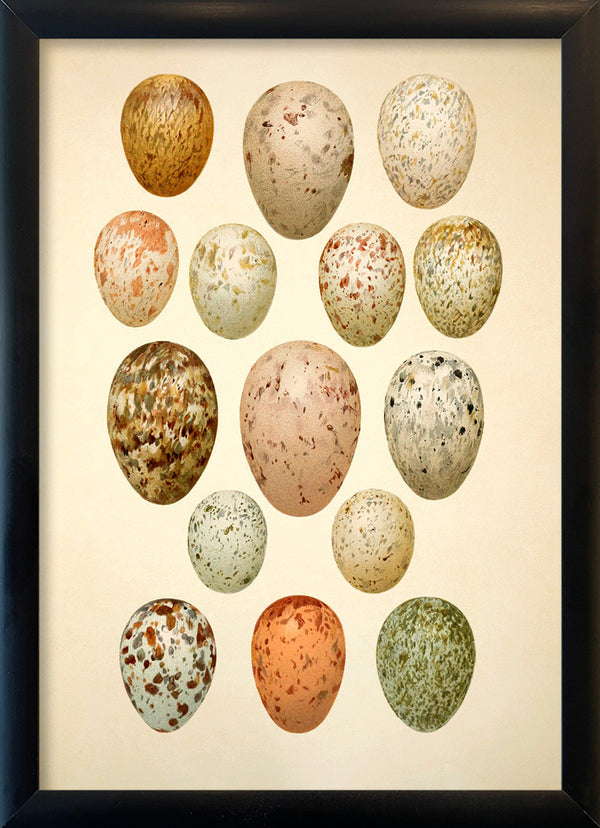 Fifteen Spotted Eggs. Mini Print