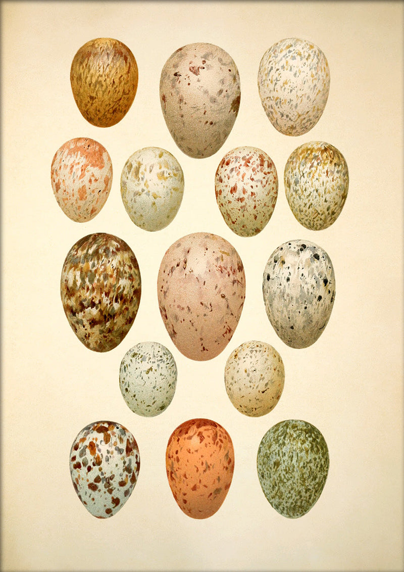 Fifteen Spotted Eggs. Mini Print
