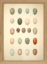 Twenty One Spotted Eggs. Mini Print