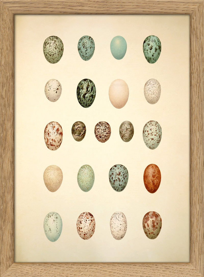 Twenty One Spotted Eggs. Mini Print