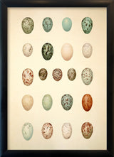 Twenty One Spotted Eggs. Mini Print