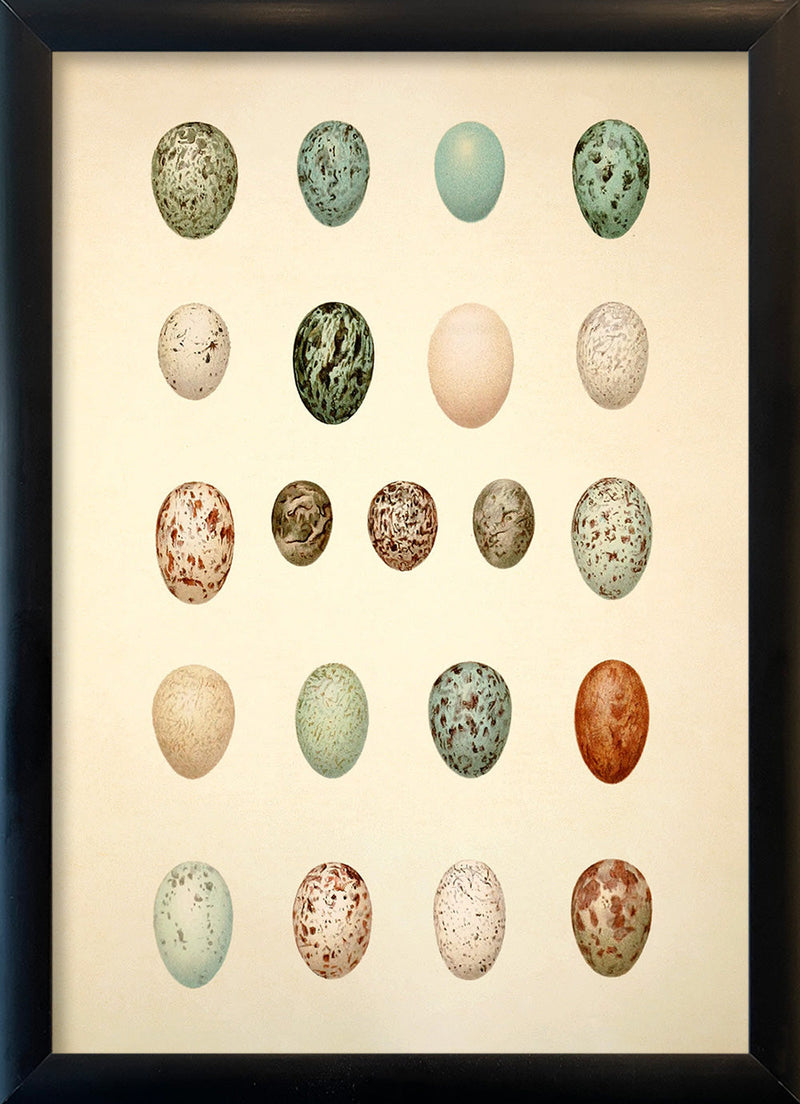 Twenty One Spotted Eggs. Mini Print
