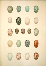 Twenty One Spotted Eggs. Mini Print