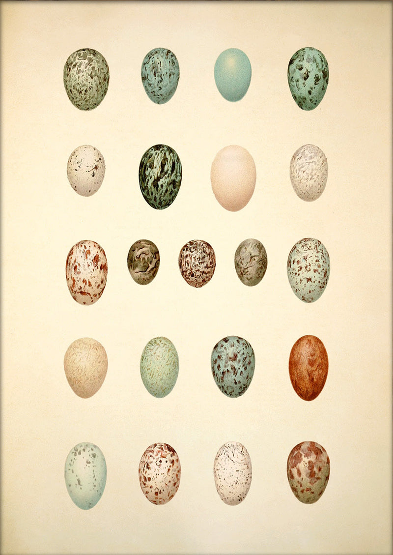 Twenty One Spotted Eggs. Mini Print