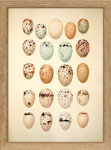 Twenty One Pastel Colored Eggs. Mini Print