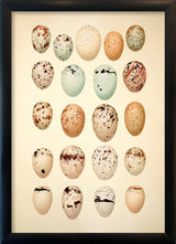 Twenty One Pastel Colored Eggs. Mini Print