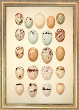 Twenty One Pastel Colored Eggs. Mini Print
