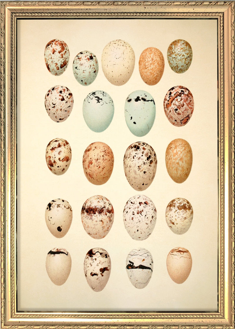 Twenty One Pastel Colored Eggs. Mini Print
