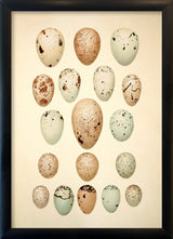 Eighteen Pastel Colored Eggs. Mini Print