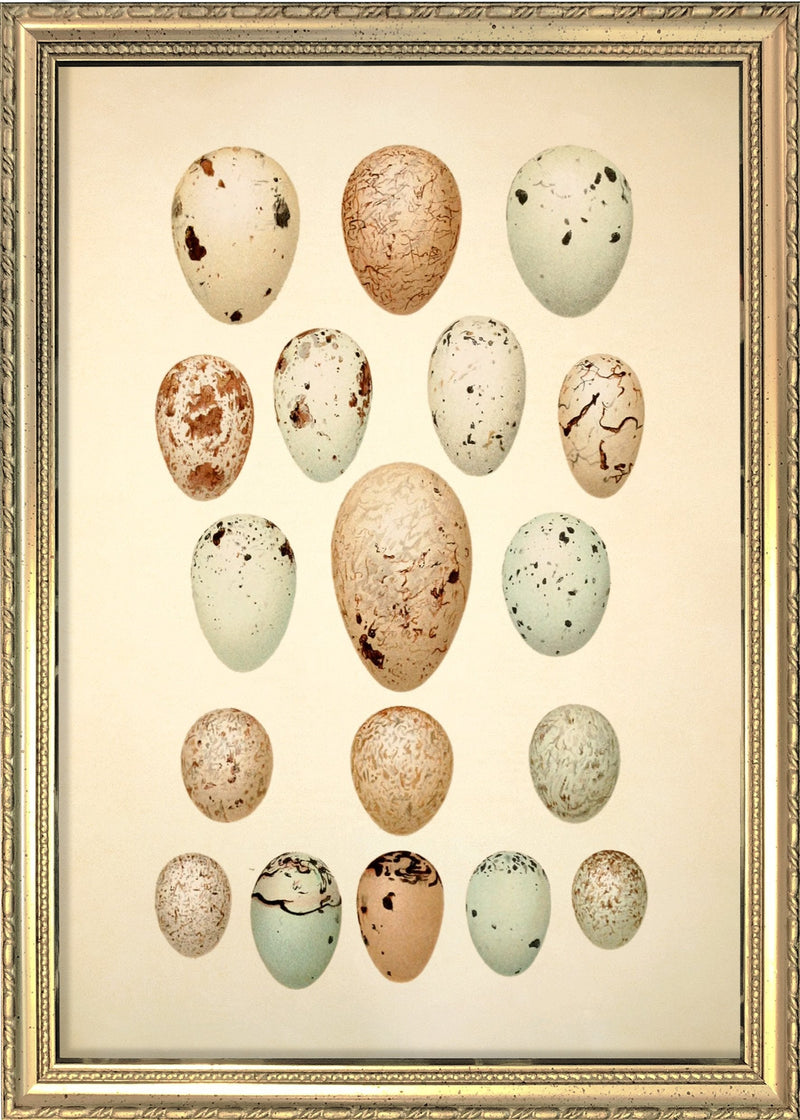 Eighteen Pastel Colored Eggs. Mini Print