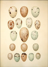 Eighteen Pastel Colored Eggs. Mini Print