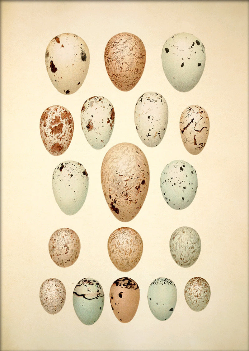 Eighteen Pastel Colored Eggs. Mini Print