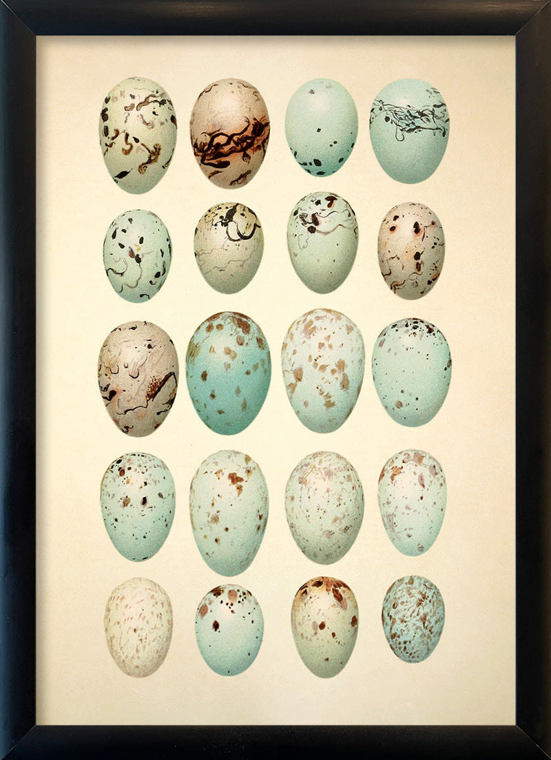 Twenty Light Blue Spotted Eggs. Mini Print