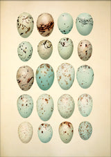 Twenty Light Blue Spotted Eggs. Mini Print