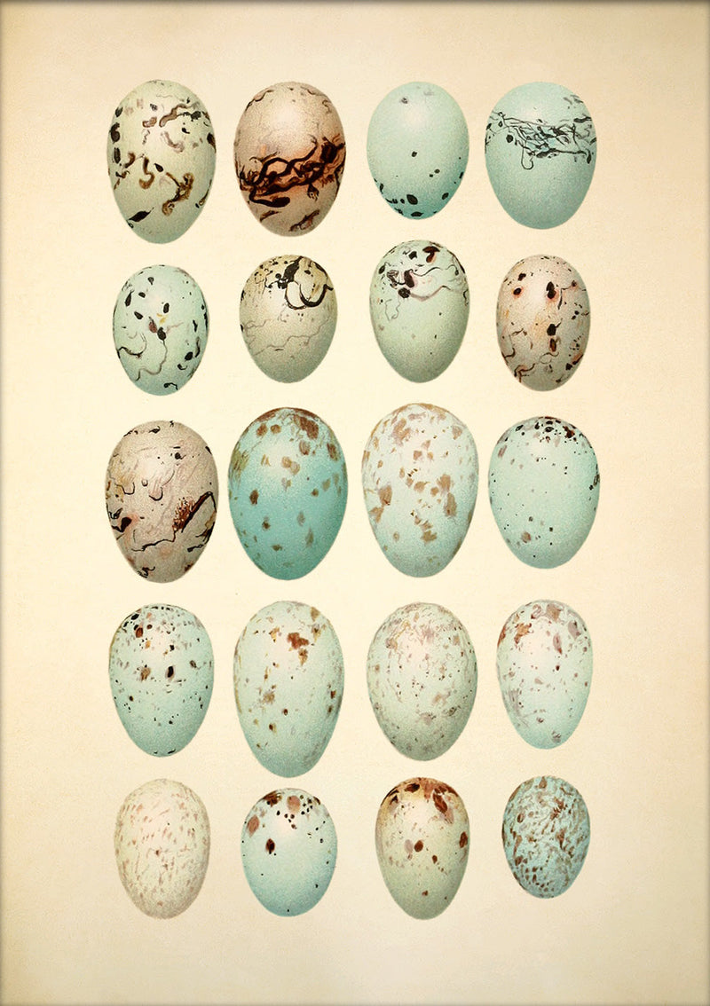 Twenty Light Blue Spotted Eggs. Mini Print