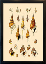 Orange and Brown Pointy Sea Shells. Mini Print