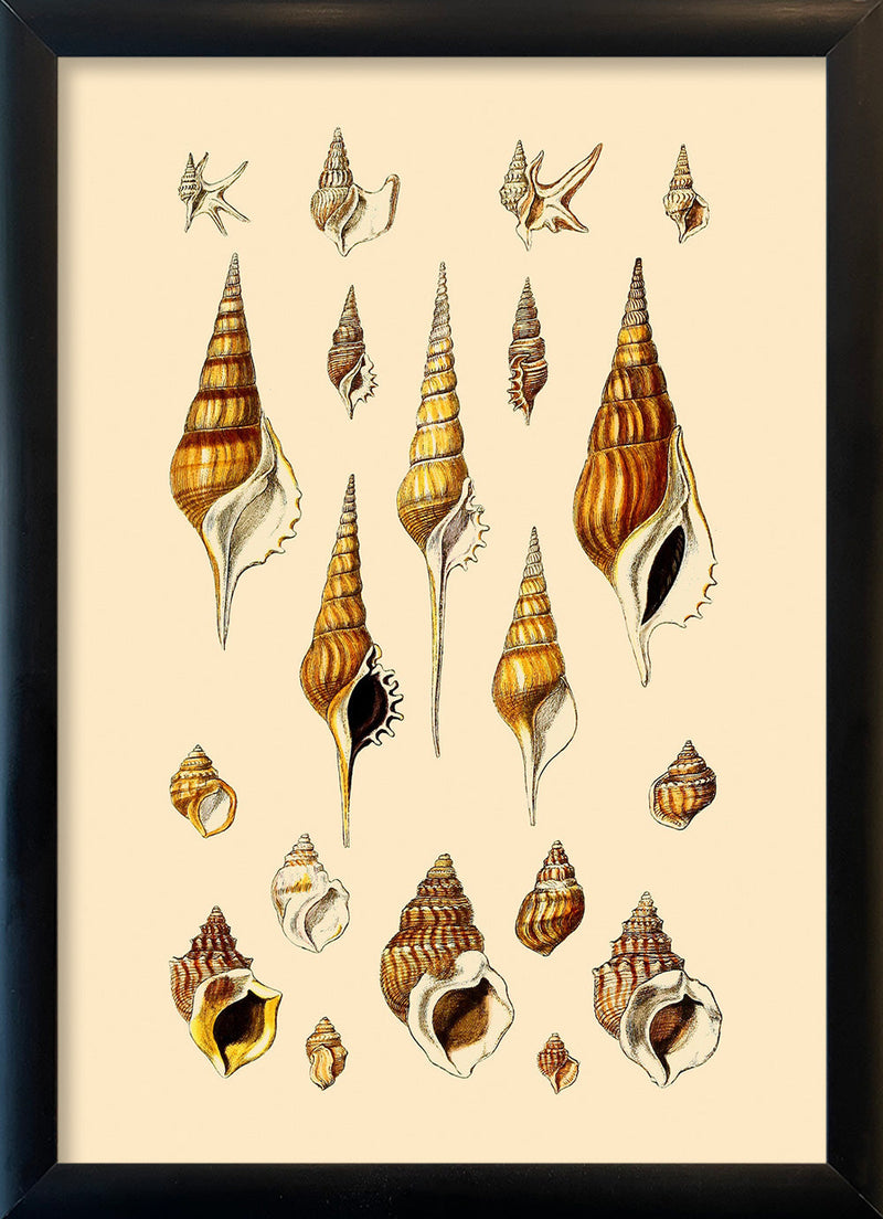 Orange and Brown Pointy Sea Shells. Mini Print