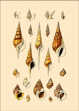 Orange and Brown Pointy Sea Shells. Mini Print