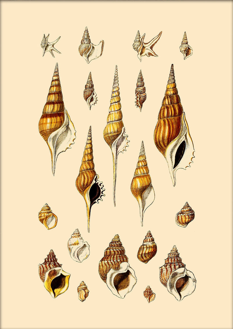 Orange and Brown Pointy Sea Shells. Mini Print