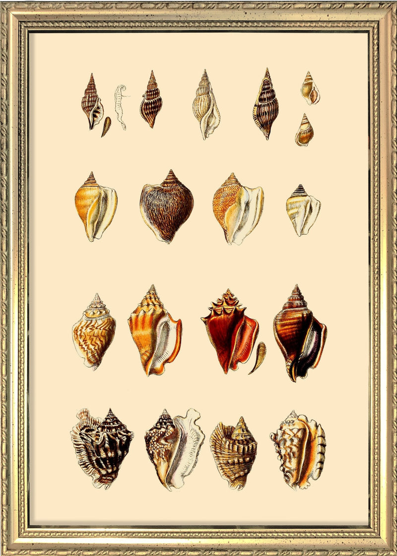 Multi Colored Sea Shells. Mini Print