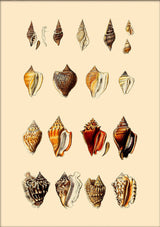 Multi Colored Sea Shells. Mini Print