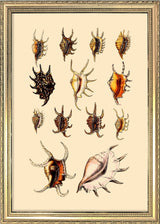 Multi Colored Sea Shells with Pointy Edges. Mini Print