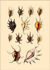 Multi Colored Sea Shells with Pointy Edges. Mini Print