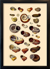 Brown Sea Shells and Snails. Mini Print