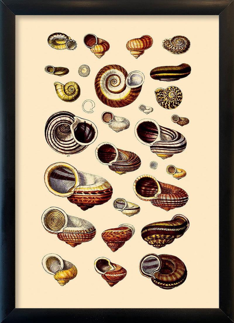 Brown Sea Shells and Snails. Mini Print