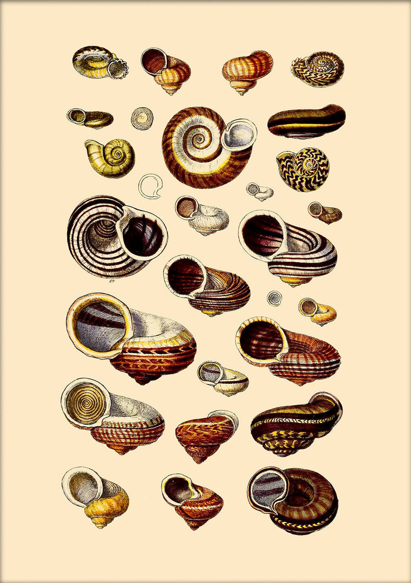 Brown Sea Shells and Snails. Mini Print