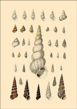 Pointy White Sea Shells. Mini Print