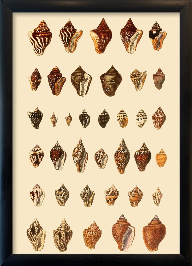 A Variety of Brown and Orange Sea Shells. Mini Print