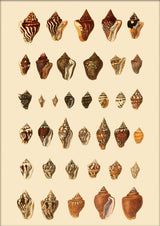 A Variety of Brown and Orange Sea Shells. Mini Print
