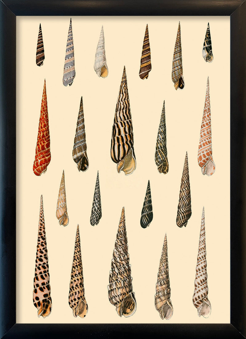 Twenty Pointy Slim Sea Shells. Mini Print