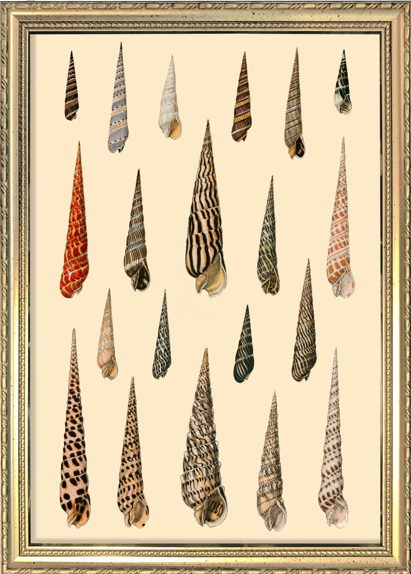 Twenty Pointy Slim Sea Shells. Mini Print