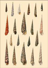 Twenty Pointy Slim Sea Shells. Mini Print