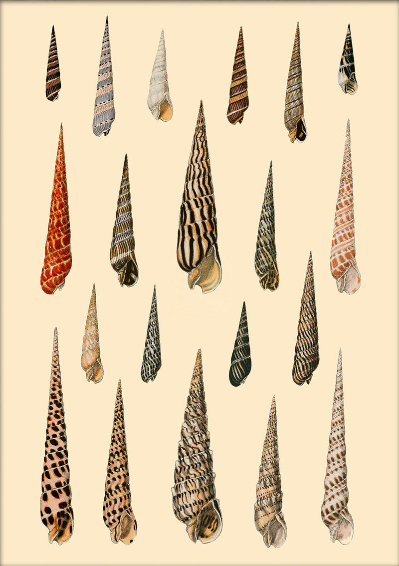 Twenty Pointy Slim Sea Shells. Mini Print