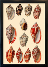 Red and Orange Sea Shells. Mini Print