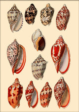 Red and Orange Sea Shells. Mini Print