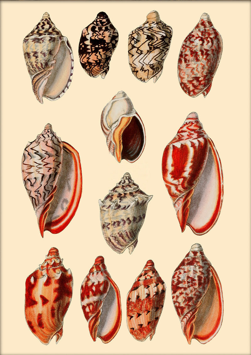 Red and Orange Sea Shells. Mini Print