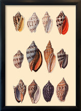 Twelve Multi Colored Sea Shells. Mini Print