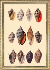 Twelve Multi Colored Sea Shells. Mini Print