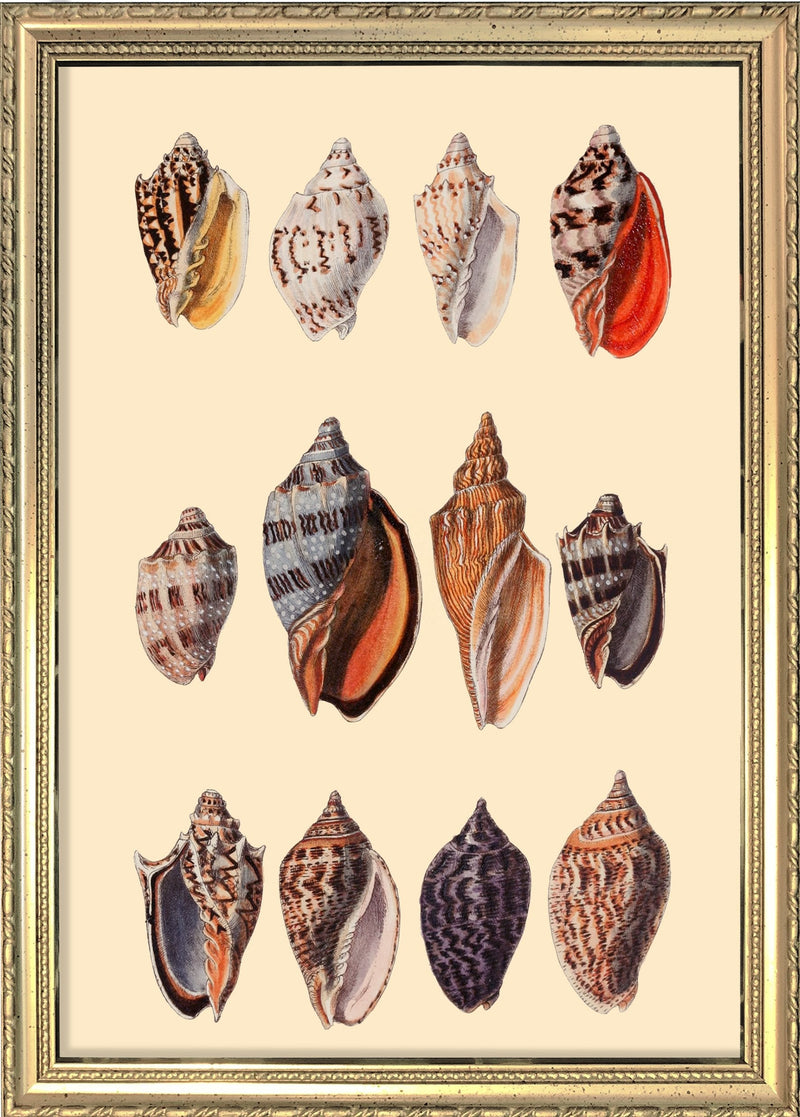 Twelve Multi Colored Sea Shells. Mini Print