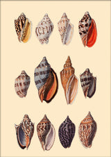 Twelve Multi Colored Sea Shells - Outlet