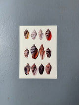 Twelve Multi Colored Sea Shells - Outlet