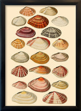 Twenty One Flat Sea Shells. Mini Print