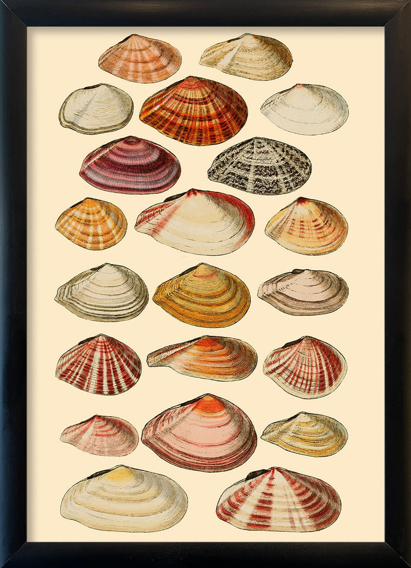 Twenty One Flat Sea Shells. Mini Print