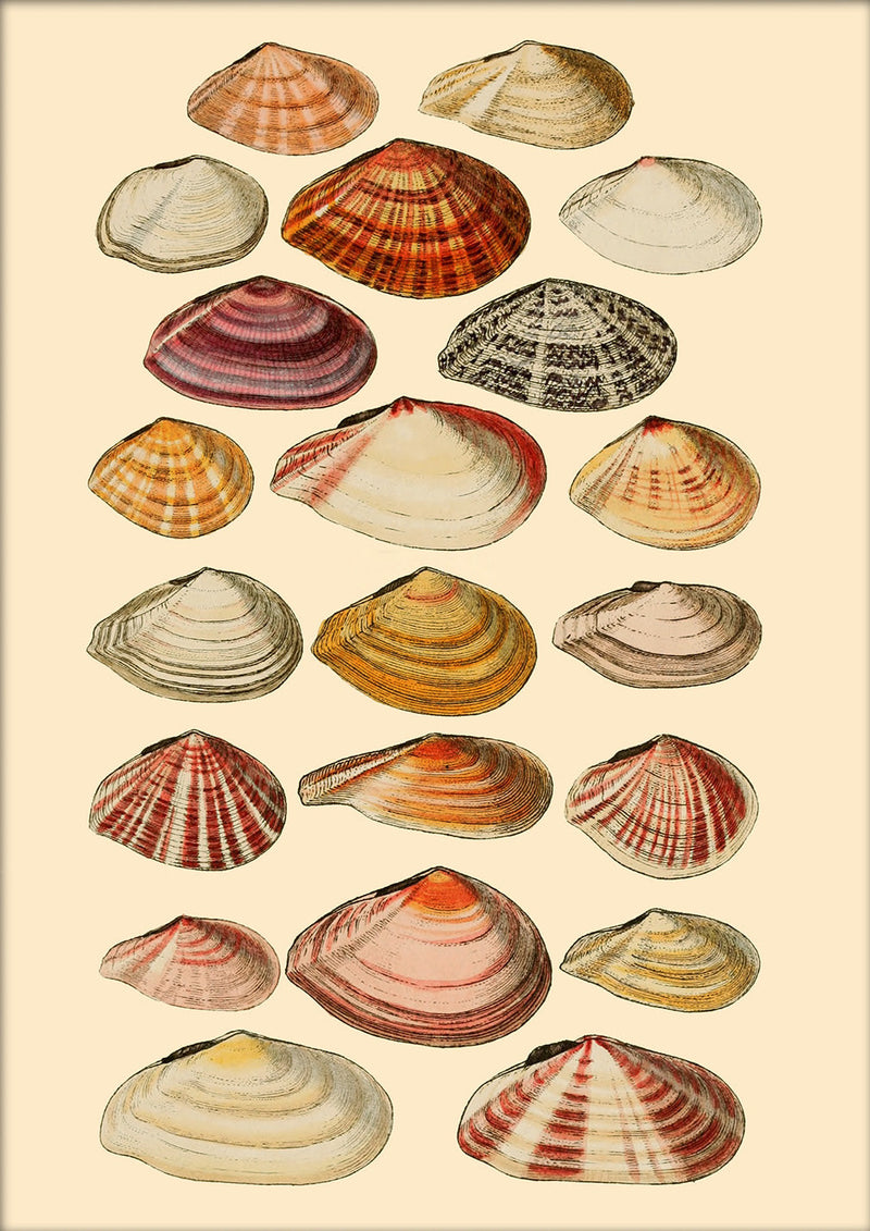 Twenty One Flat Sea Shells. Mini Print